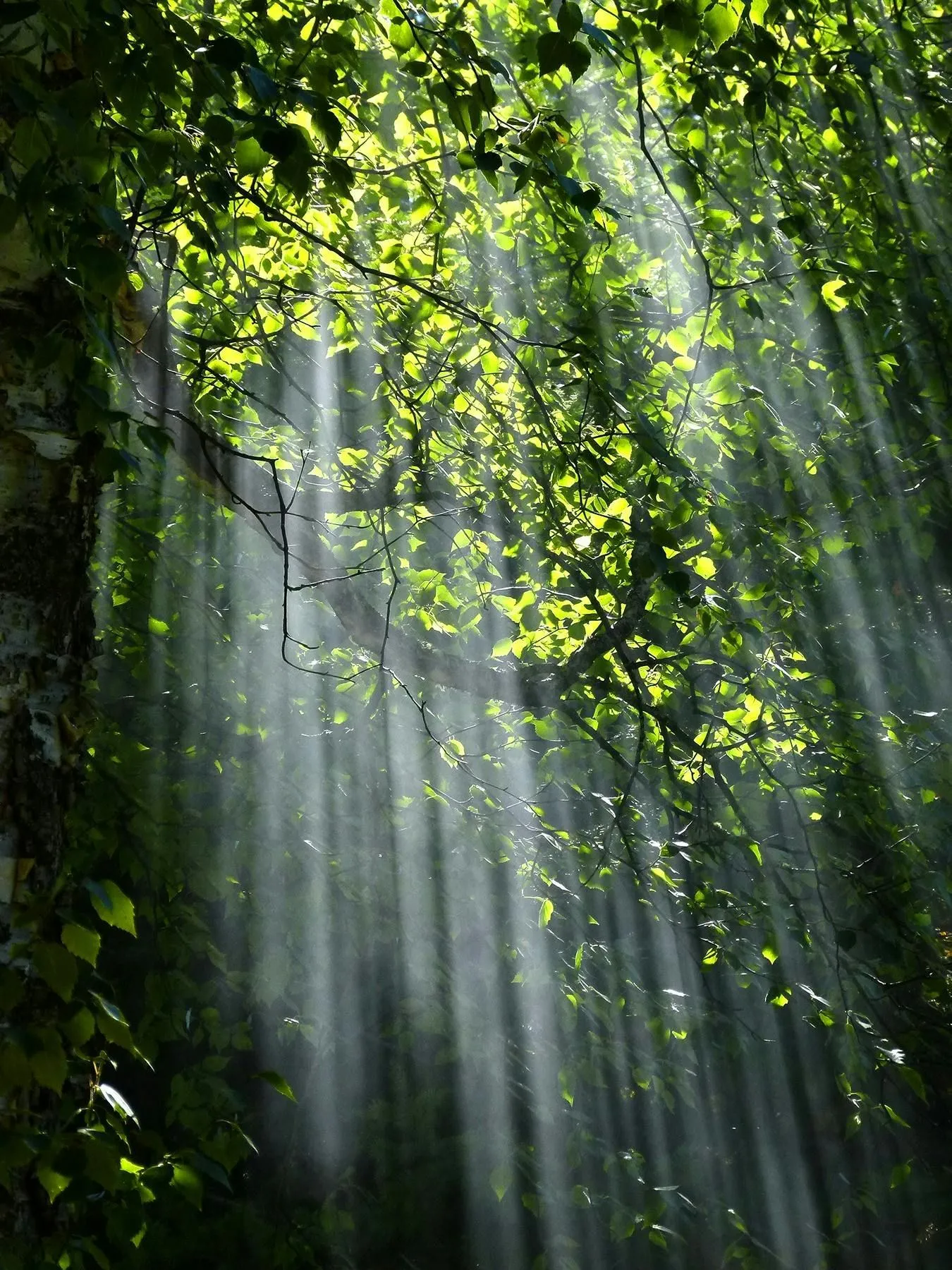 Sustainability evaluation and analysis