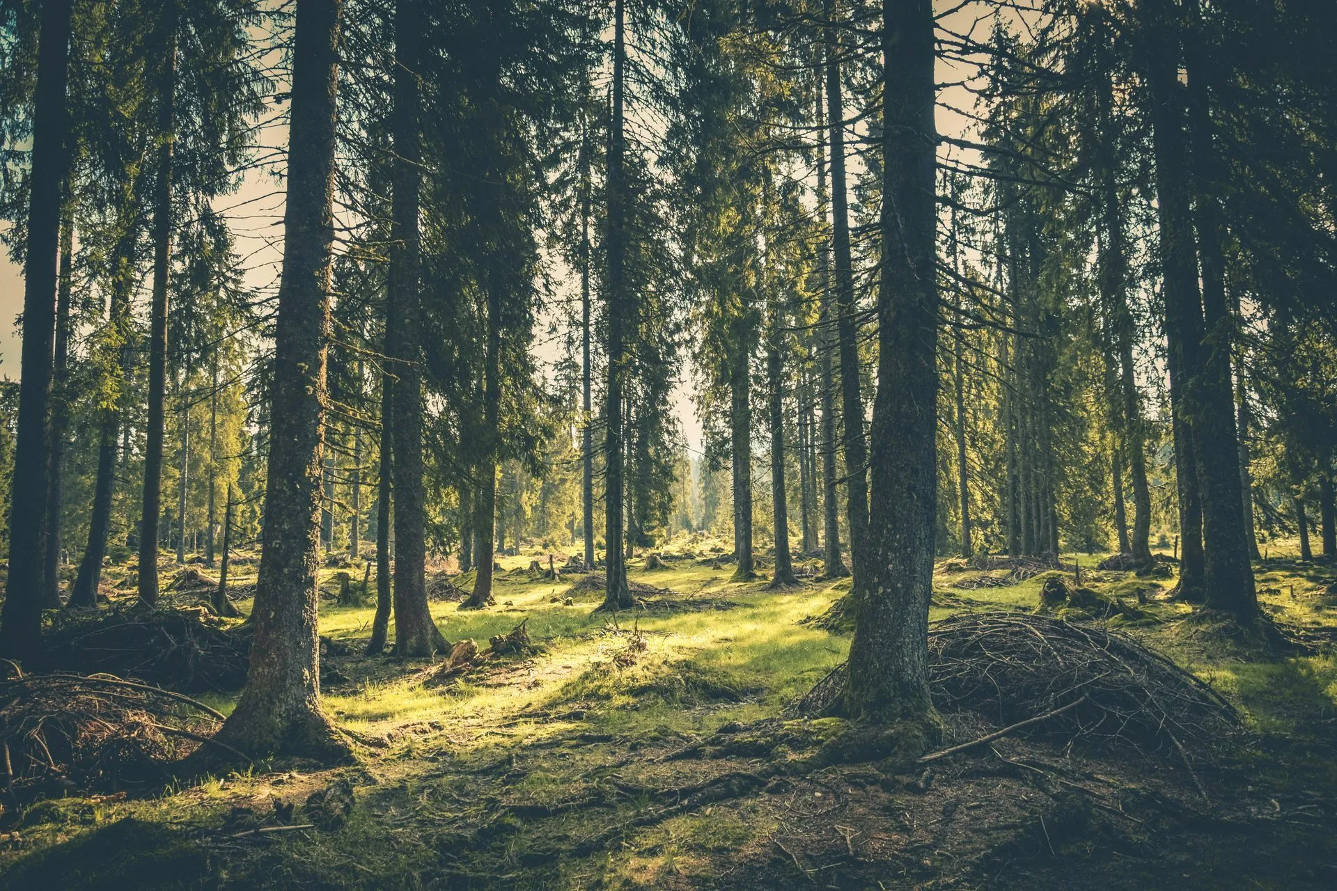 Auditable sustainability data for stakeholder credibility