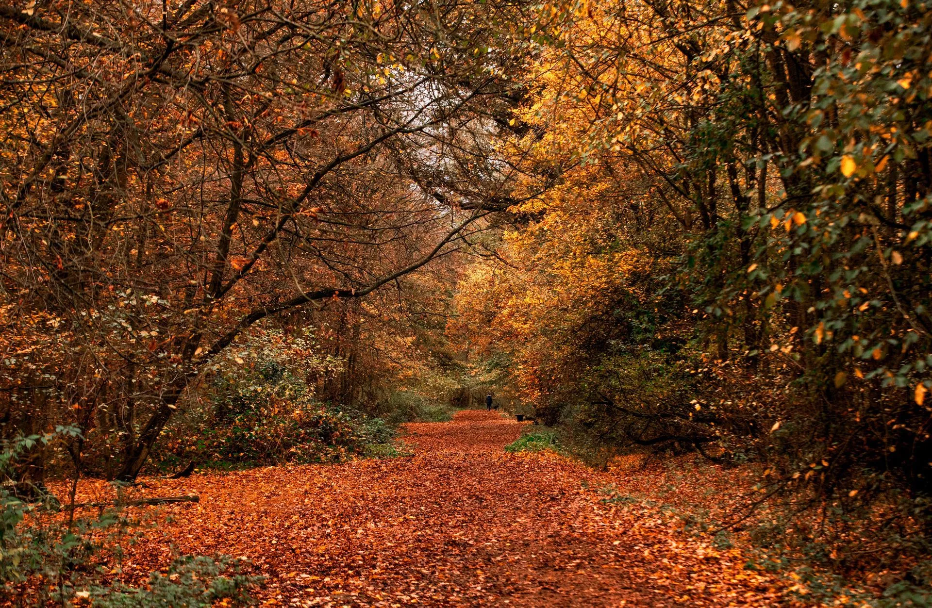Reconnecting business and nature in sustainability strategy